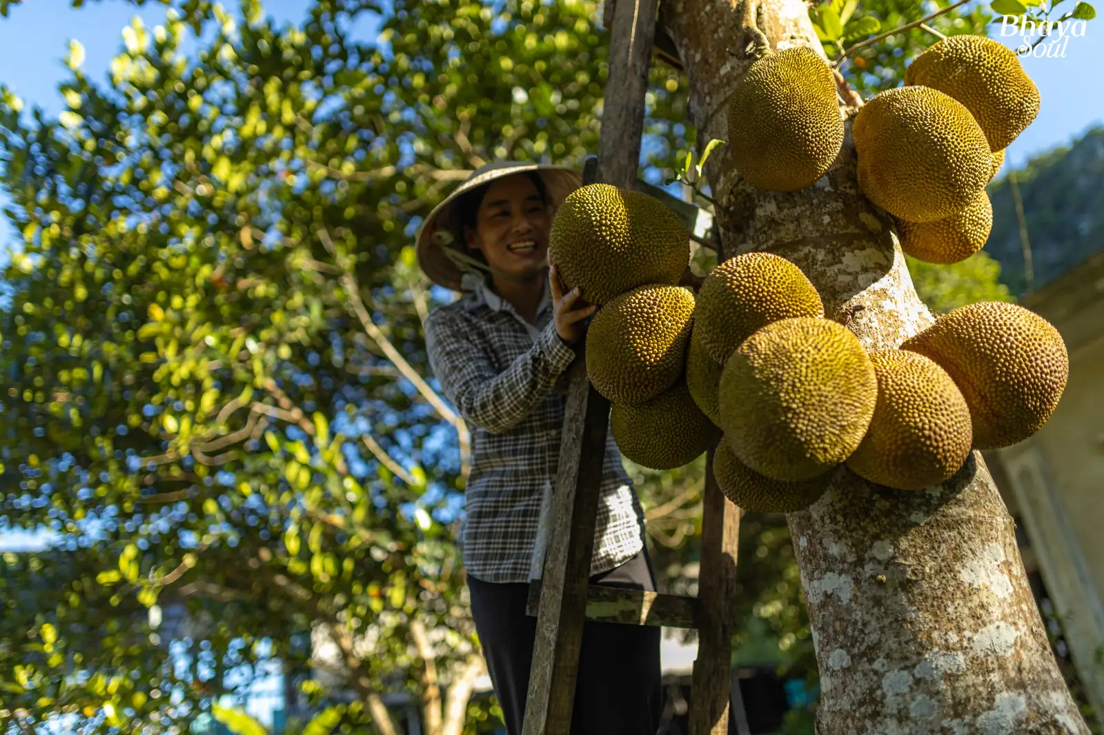 Người dân Việt Hải hái mít trong vườn nhà