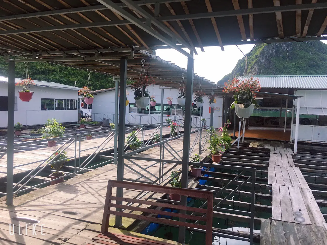 Sàn gỗ nổi trang trí chậu hoa nối các nhà bè tại làng chài Vũng Viêng